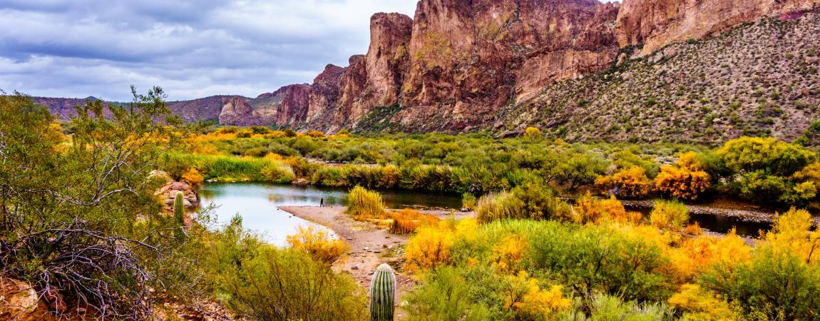 Arizona Oasis